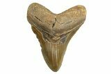 Serrated, Fossil Megalodon Tooth - North Carolina #328442-1